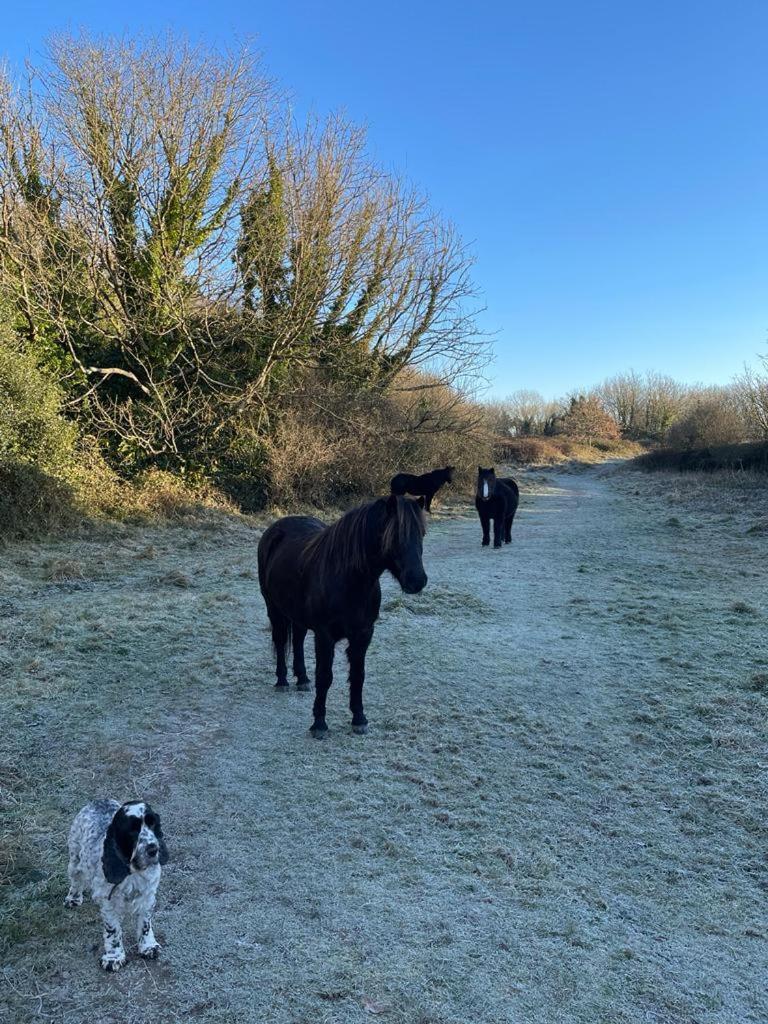 New Wiggle Farmhouse Millbrook Eksteriør bilde